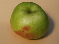 Pommier 'Ménagère'