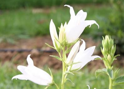 CAMPANULA TRACHELIUM 'ALBA'