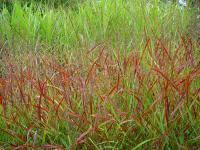 PANICUM VIRGATUM 'HANSE HERMS'