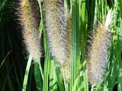 PENNISETUM JAPONICUM