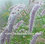 PENNISETUM ORIENTALE 'KARLEY ROSE'