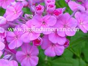 PHLOX AMPLIFOLIA