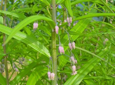 POLYGONATUM VERTICILLATUM RUBRUM