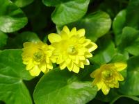 RANUNCULUS FICARIA 'FLORE PLENO'