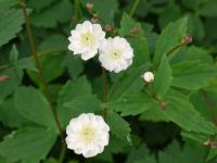 RANUNCULUS ACONITIFOLIUS 'FLORE PLENO'