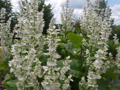 SALVIA SCLAREA VATICAN WHITE'