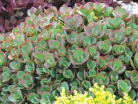 SEDUM 'LIME ZINGER'