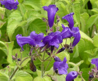 STROBILANTHES ATROPURPUREA