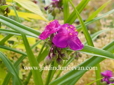 TRADESCANTIA VIRGINIANA 'RUBRA'