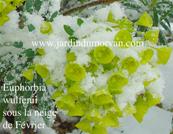 EUPHORBIA CHARACIAS SSP WULFENII