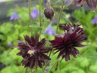 AQUILEGIA VULGARIS 'BLACK BARLOW'