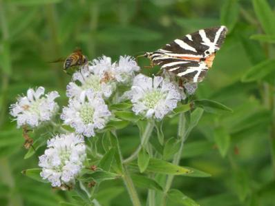 PYCNANTHEMUM PILOSUM