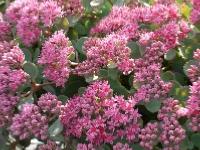 SEDUM CAUTICOLUM ROBUSTUM'