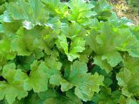 ACANTHUS 'HOLLARD'S GOLD'