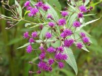 VERNONIA CRINITA 'MORVAN'