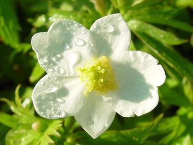 ANEMONE CANADENSIS