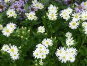 ASTER AGERATOIDES 'ASHVI'