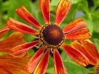 HELENIUM 'WONADONGA'