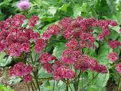 ASTRANTIA MAJOR 'CLARET'