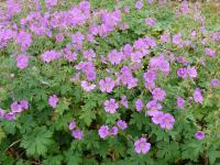 GERANIUM OXONIANUM 'CLARIDGE DRUCE'