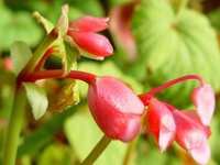 BEGONIA EVANSIANA ‘CLARET JUG’