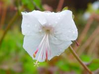 GERANIUM 'ST OLA'