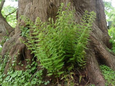 DRYOPTERIS FILIX MAS