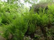 DRYOPTERIS FILIX MAS