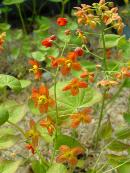 EPIMEDIUM X 'ORANGE KONINGIN'