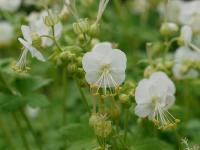 GERANIUM MACRORRHIZUM 'WHITENESS'