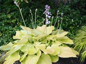 HOSTA 'SUN AND SUBSTANCE' (164)