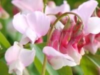 LATHYRUS VERNUS ROSEUS