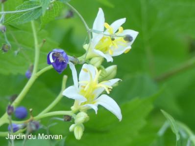 TRICYRTIS LASIOCARPA 'ALBA'