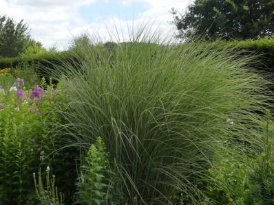 MISCANTHUS SINENSIS MORNING LIGHT'