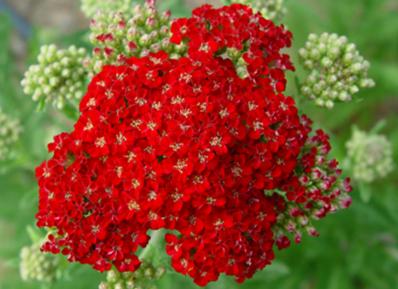 ACHILLEA 'RED VELVET'