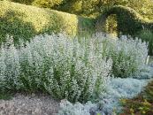 CALAMINTHA NEPETA ssp GLANDULOSA