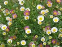 ERIGERON KARVINSKIANUS