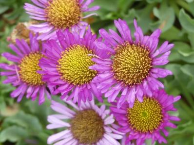 ERIGERON ‘SEA BREEZE’