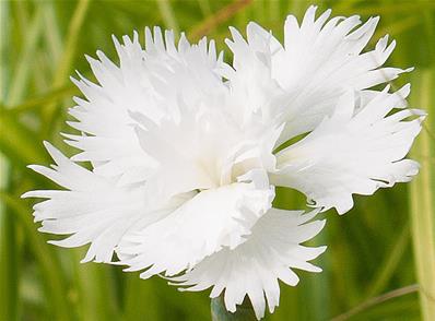 DIANTHUS PLUMARIUS 'MAISCHNEE'