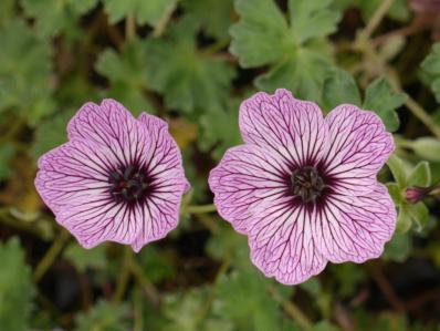 GERANIUM CINEREUM BALLERINA'