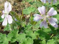 GERANIUM RENARDII