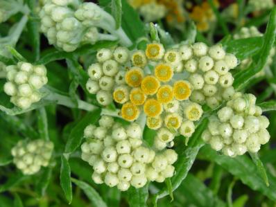 HELICHRYSUM 'SULPHUR LIGHT'