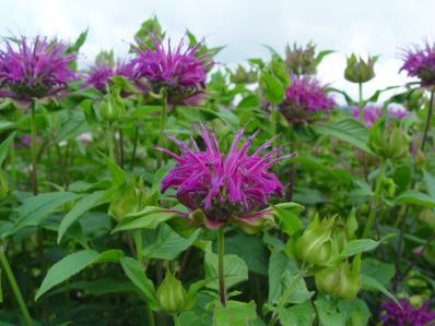 MONARDA 'BLUE STOCKING'