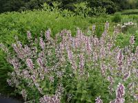 NEPETA 'DAWN TO DUSK'