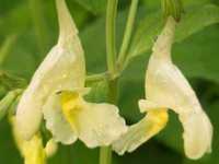 NEPETA GOVANIANA