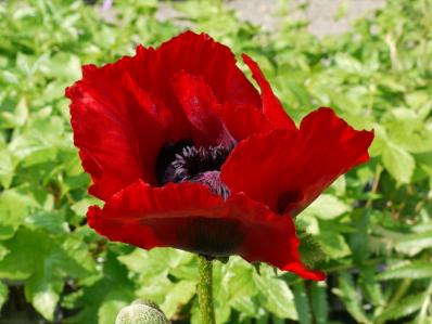 PAPAVER BRACTEATUM