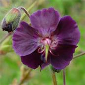 GERANIUM PHAEUM 'SAMOBOR'