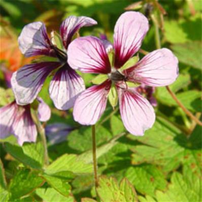 GERANIUM 'SALOME'