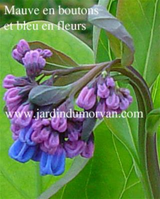 Mertensia virginica (141)