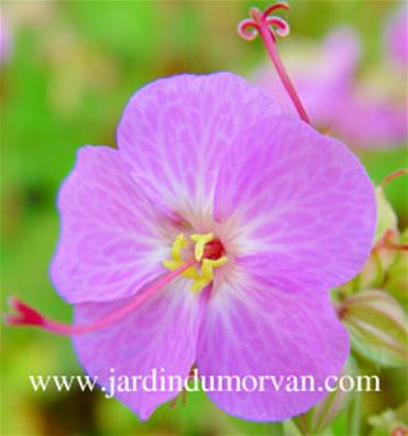 GERANIUM 'VORJURA'